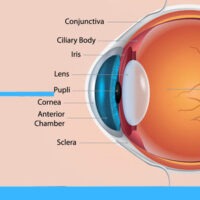 What is the Cornea?