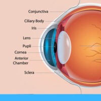 Eye Function and Parts Explained