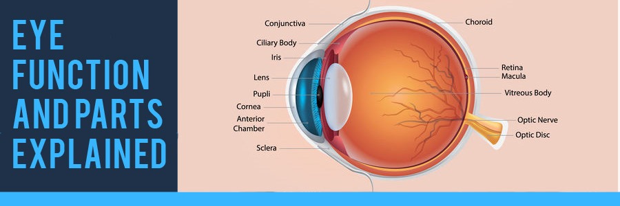 Eye Function and Parts Explained